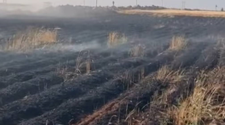 ŞANLIURFA\'DA BUĞDAY TARLASINDA YANGIN! 170 DÖNÜM ZARAR GÖRDÜ
